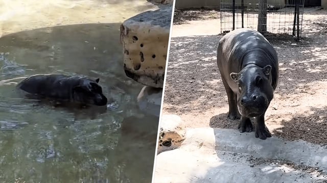 Hippo Mars and his mom, Posie, at the Tanganyika Wildlife Park.