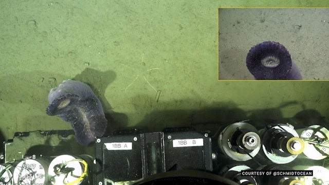The livestream, featuring all sorts of surprising creatures, has regularly peaked at 50,000 simultaneous viewers