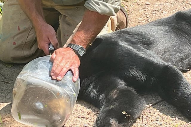 A U.S. Department of Agriculture Wildlife Services employee cuts at a plastic jar that encapsulated the head of a bear that traveled from Sawyer to Douglas County. Contributed / Wisconsin Department of Natural Resources
