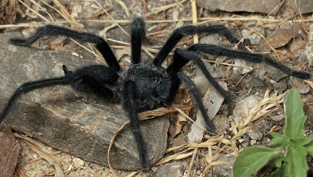 Four New Species Of Tarantulas Discovered With Longest Known Schlongs In The Spider World