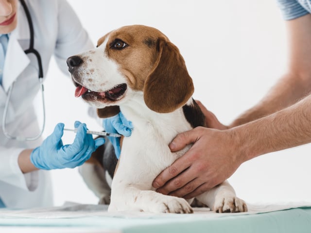 Controles veterinarios en los perros. Foto Shutterstock.