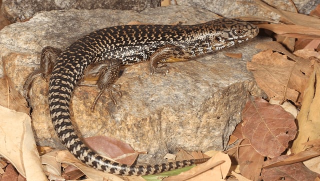 Australian Skinks Have Evolved Snake Venom Resistance 25 Times (Give Them A Break, Snakes)