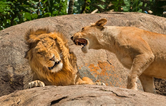 A lioness appears to nag a male lion. Photo: Scott Frier / Nikon Comedy Wildlife Awards