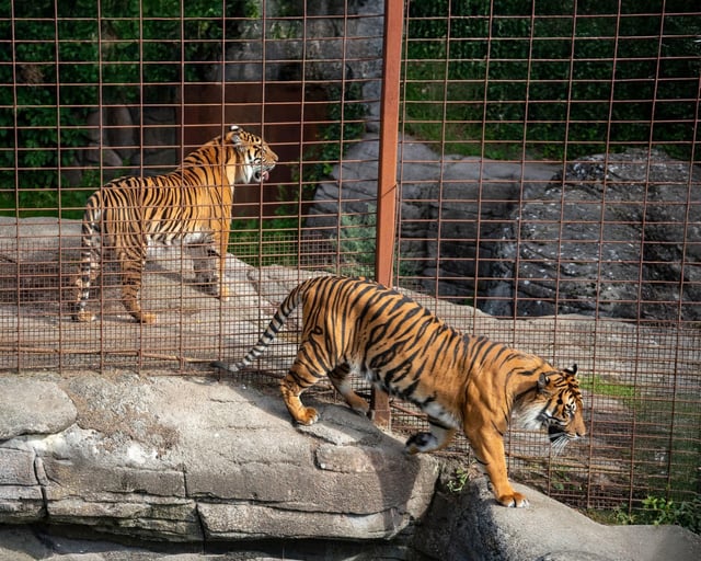 Dos tigres del Aalborg Zoo danés.