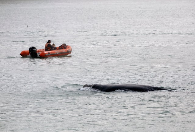 Una ballena entro en el puerto de Mar del Plata