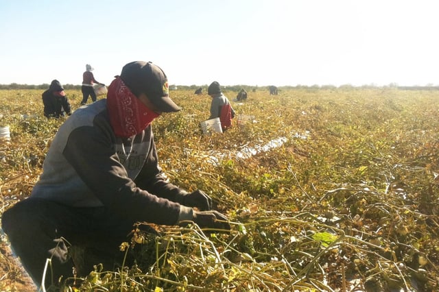 Jornaleros agrícolas tuvieron poco trabajo esta temporada. Foto: GH