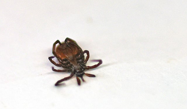 A deer tick after being pulled from a Massachusetts woman’s neck. Left unchecked, deer ticks can transmit Lyme disease to humans. 