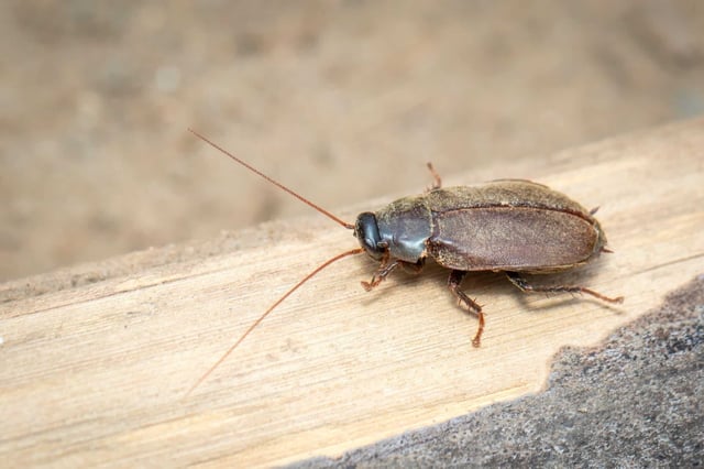 The beetle-mimic cockroach species Diploptera punctata. (Photo by yod67 on Shutterstock)
