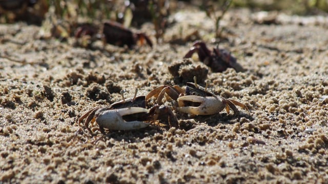 Male fiddler crabs wave their oversized claw to attract mates. 