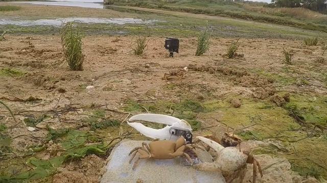 A screenshot from a video of a crab attacking a robot crab during a claw-waving mating display in Portugal. 