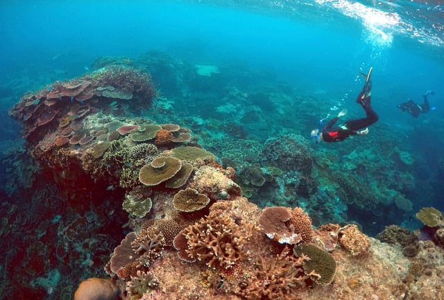 Peter Gash, owner and manager of the Lady Elliot Island Eco Resort, snorkels during an inspection of the reef's condition in an area called the 'Coral Gardens' located at Lady Elliot Island and north-east from the town of Bundaberg in Queensland, Australia, June 11, 2015. REUTERS/David Gray/File photo