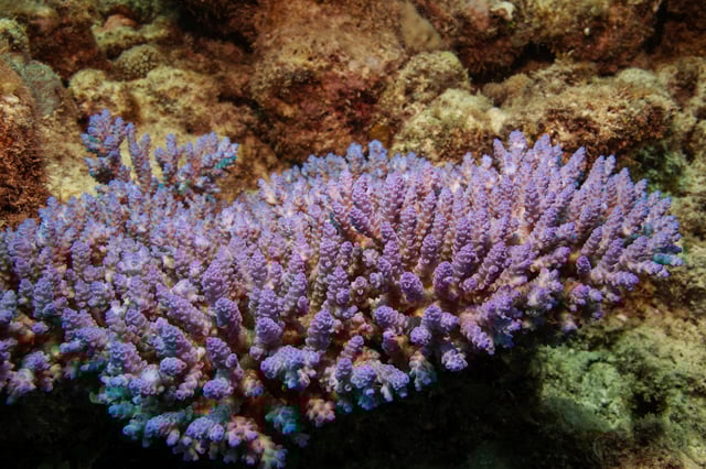 An Acropora coral colony grows on the Great Barrier Reef off the coast of Cairns, Australia October 26, 2019. REUTERS/Lucas Jackson/File Photo