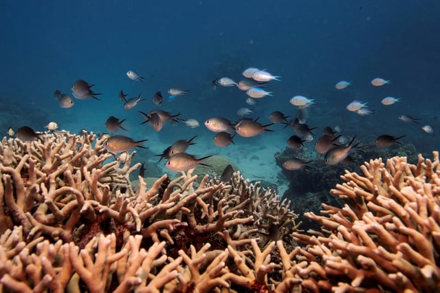 A school of fish swim above a finger coral colony as it grows on the Great Barrier Reef off the coast of Cairns, Australia October 25, 2019. REUTERS/Lucas Jackson/File Photo