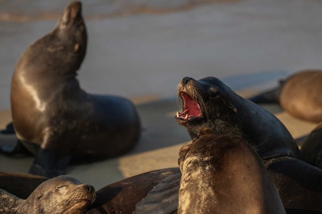 A sea lion barks at a beach in Monterey in 2024. A nine-year-old girl was just bitten by a sea lion in the area.