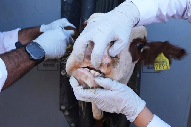 Veterinarios examinan animales en un rancho que suministra ganado para exportación a EEUU, en Zamora, México, el lunes 28 de julio de 2025, mientras la frontera estadounidense permanece cerrada a las importaciones de ganado mexicano debido a preocupaciones por el gusano barrenador. (AP Foto/Fernando Llano)