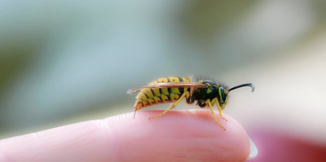 Wasp stings can be painful, but they usually aren't dangerous.