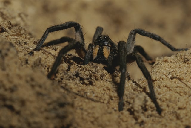 Stock Image: A mygalomorph spider, on 2 September, 2005.