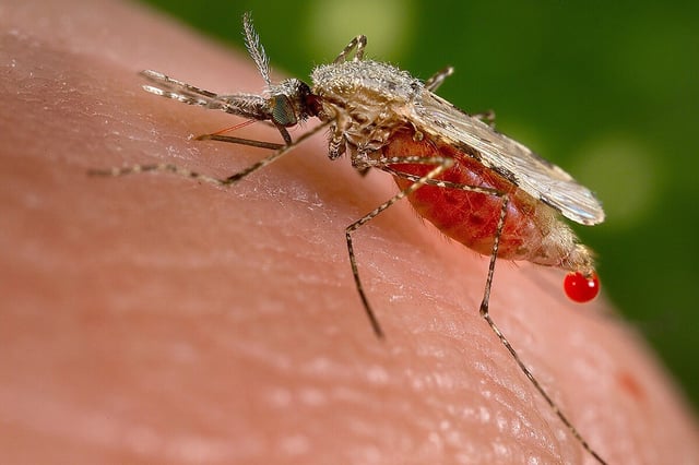 An Anopheles stephensi mosquito – which is known to carry malaria – seen obtaining a blood meal from a human host through its pointed proboscis