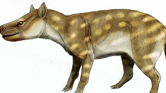 Fossil studies of the extinct predator Dissacus praenuntius offer clues as to how ancient animals responded to environmental changes. The ancient omnivore was about the size of a jackal or a coyote. ДиБгд, CC BY 4.0 , via Wikimedia Commons