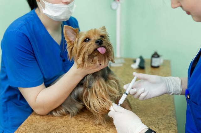 El 6 de agosto se conmemora el Día del Veterinario en la Argentina