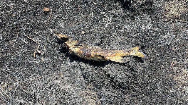 Dieser Fisch soll laut der örtlichen Feuerwehr den Brand verursacht haben.