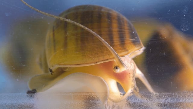 Apple Snails Can Regrow Their Eyes. Now, Scientists Are Asking: Could We?