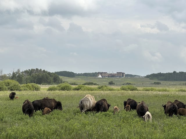 Bison mill around in the buffalo park near Belcourt, N.D., on Wednesday, July 23, 2025, on the Turtle Mountain Reservation. In the distance is the Turtle Mountain Recovery Center and a tepee. (AP Photo/Jack Dura)
