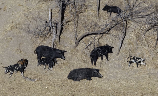 Unrelated file photo of wild pigs near a Mertzon, Texas ranch, taken in February 2009.