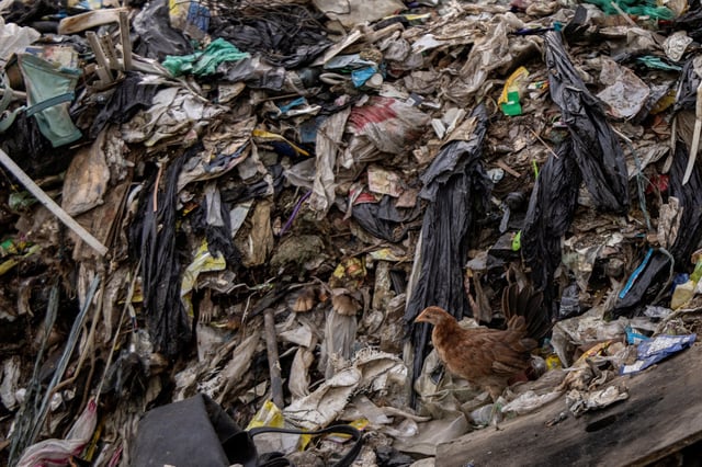 A chicken stands at garbage dump filled with plastics in Rodriguez, Rizal province, Philippines, November 28, 2024. REUTERS/Eloisa Lopez/File Photo