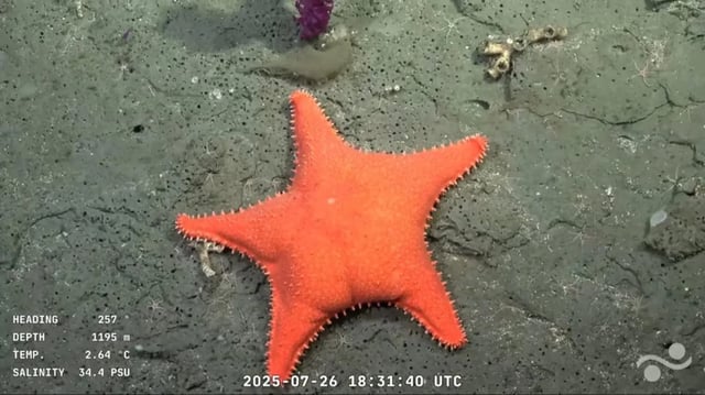 Cómo seguir en vivo la transmisión del Conicet desde el fondo del mar argentino