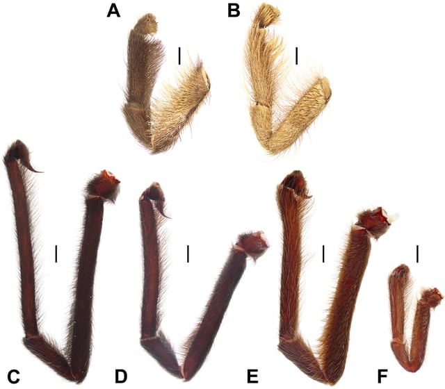 A figure showing the palps of the newfound tarantula species S. ferox (C), S. arabicus (D), S. speciosus (E) and S. somalicus (F). Palps A and B belong to the tarantula species Monocentropus balfouri and Monocentropus lambertoni, respectively. The scale bars are 2 millimeters long.
