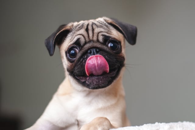 Stock image of a pug puppy.