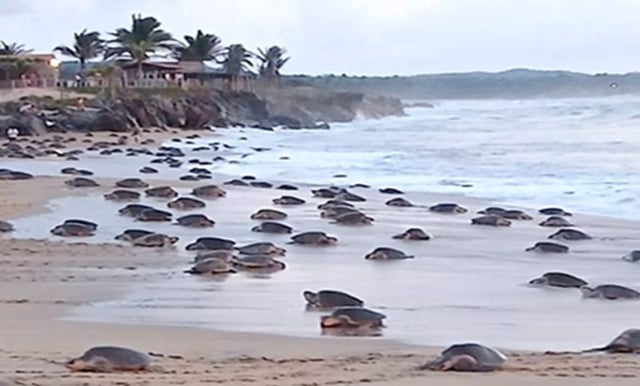 ¡Magia en Ixtapilla con arribazón de tortugas golfinas!