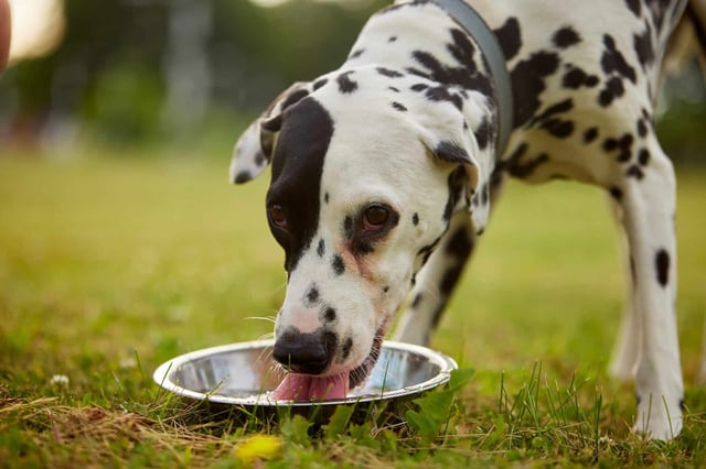 Research from efforts like the Dog Aging Project reveals that even a dog's water bowl can offer crucial clues about shared environmental exposures. (Photo by sergey kolesnikov on Shutterstock)