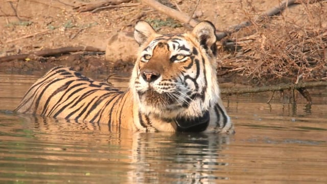 The bench was considering the issue of management of Sariska Tiger Reserve in the TN Godavarman case, pertaining to protecting wildlife and forests across the country.