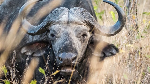 Cazador cazado. Un cazador millonario fue embestido por un búfalo de 1300 kilos y lo mató. El empresario estaba de safari en Sudáfrica.