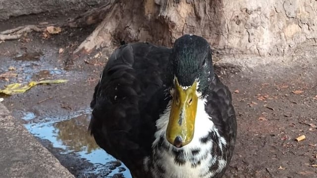 Juan, al pato del KM 0