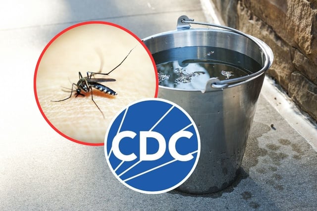 China ha implementado medidas estrictas para evitar la propagación del virus chikungunya. | Crédito: canva