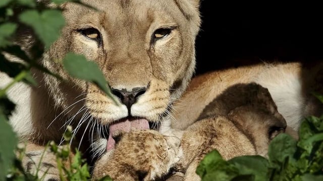 Una leona lame a uno de sus cachorros recién nacidos en el Zoo de Aalborg, Dinamarca, en una imagen de archivo. 