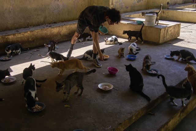 A man feeds stray cats from the protected cat colony "Proyecto Aldameros," at a park in the historic area of Havana, Tuesday, Aug. 5, 2025. (AP Photo/Ramon Espinosa)