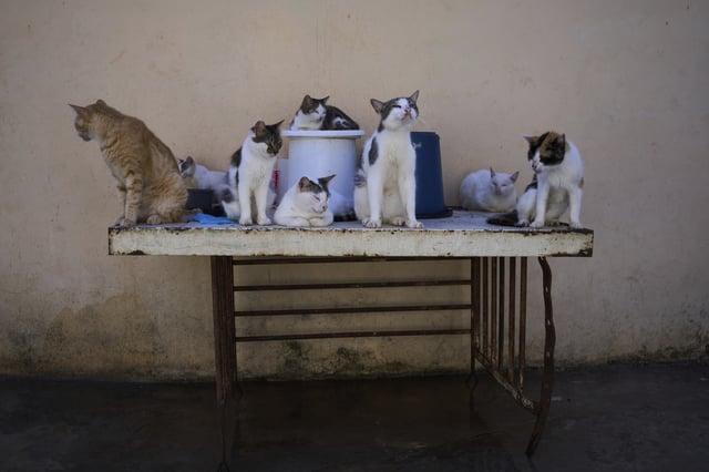 Stray cats gather on a table at the protected cat colony "Proyecto Aldameros," in a park in the historic area of Havana, Tuesday, Aug. 5, 2025. (AP Photo/Ramon Espinosa)