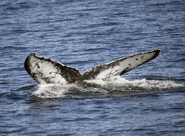File photo: a blue whale raises its tail above the water surface off the coast of Long Beach, California.