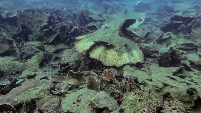 Great Barrier Reef
