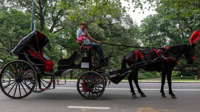 The demise of a carriage horse after she collapsed on the street, on Tuesday afternoon, has revived calls from activists and lawmakers to ban horse-drawn carriages in New York City. 