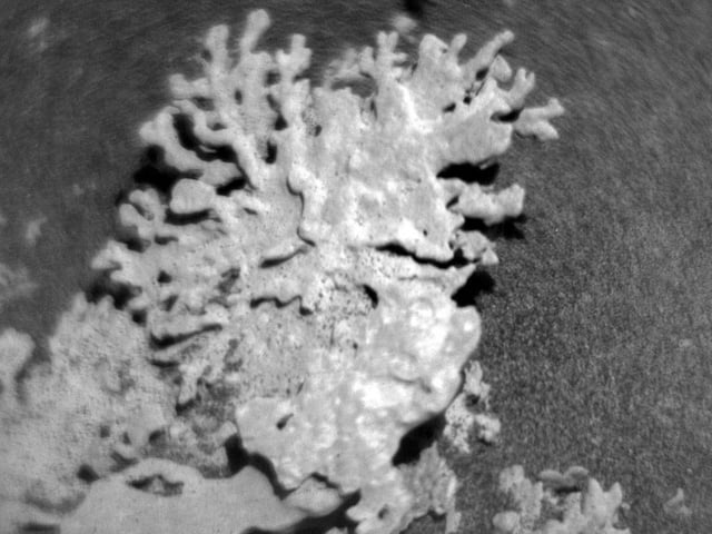 Image of a coral-shaped rock taken by Curiosity at the Gale Crater on Mars.