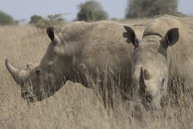 FILE - Rhinos are seen at Nairobi National Park, on the outskirts of Nairobi, Kenya, Sept. 18, 2024. (AP Photo/Andrew Kasuku, file)