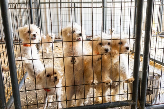 Maltese dogs open to foster homes after North Texas animal cruelty case.