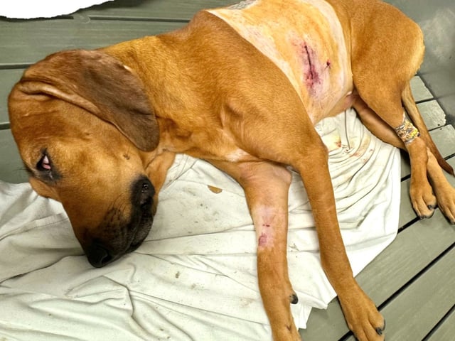  A photo taken by staff shows one of the dogs post-operation at St. Joseph’s Hospital.