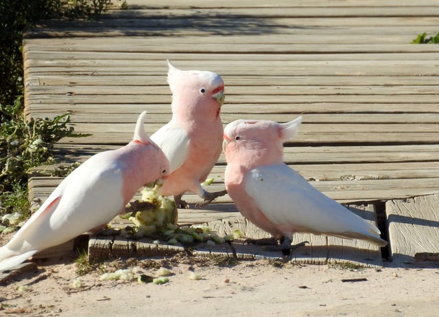 In a new study, a pink cockatoo performed 257 dance moves in sequence as researchers played a 20-minute loop of Avicii’s song "The Nights."