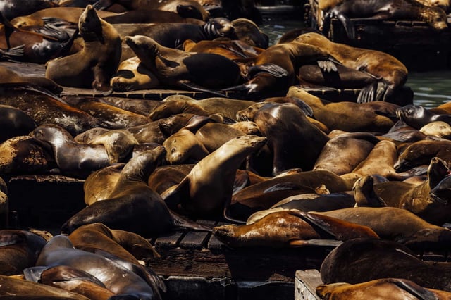 Sea lions rest on floating platforms adjacent to Pier 39 in San Francisco in 2024. A disease is sweeping through sea lions on the Central Coast, and has also reached the Bay Area.